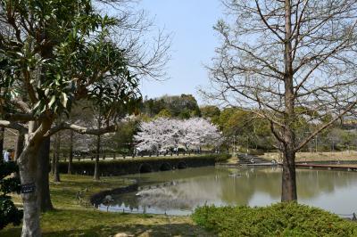 오다이공원, 봄 풍경 11