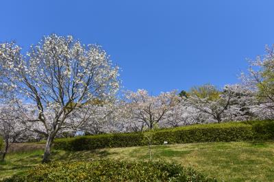오다이공원, 봄 풍경 12