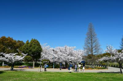 오다이공원, 봄 풍경 13