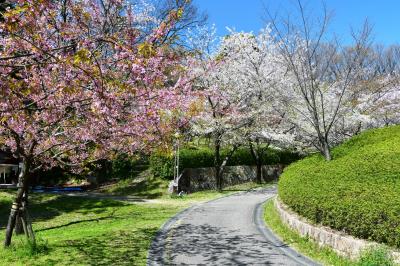 오다이공원, 봄 풍경 15
