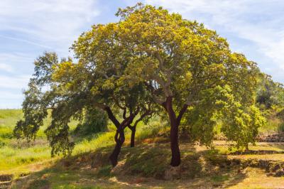 산티아고 두 카셍 코르크 참나무