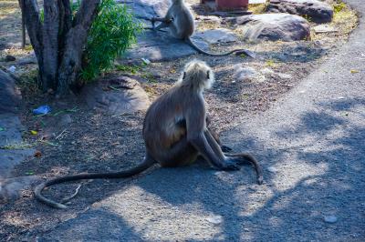 보즈시와 사원의 원숭이들