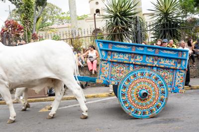 코스타리카의 목동과 소달구지 전통