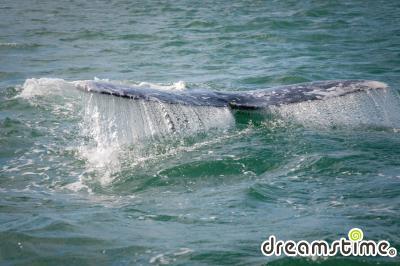 엘 비스카이노 고래 보호구역