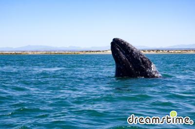 엘 비스카이노 고래 보호구역