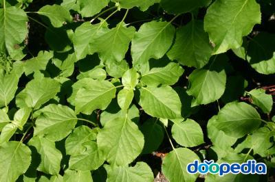 스피카타 노루삼 잎