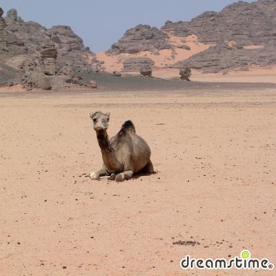 우바리 사막의 낙타