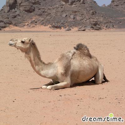 우바리 사막의 낙타