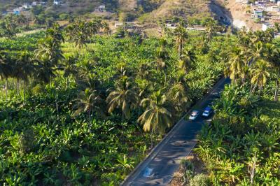 칼헤타의 코코넛과 사탕수수 농장