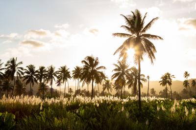 칼헤타의 코코넛과 사탕수수 농장 일몰