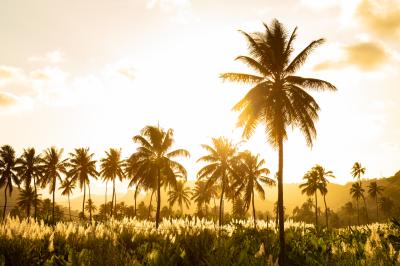 칼헤타의 코코넛과 사탕수수 농장 일몰