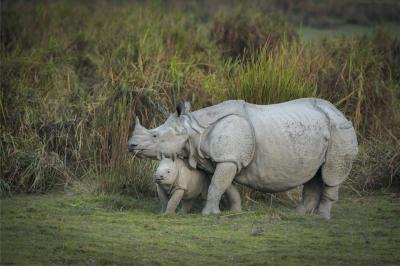 카지랑가국립공원 코뿔소 05
