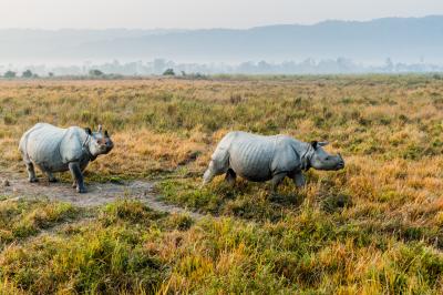 카지랑가국립공원 코뿔소