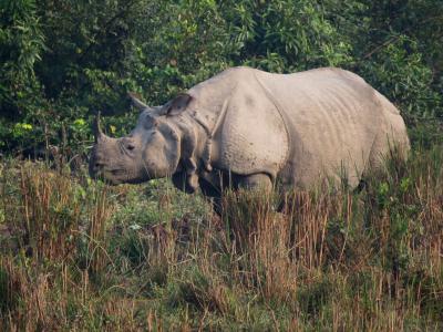 카지랑가국립공원 코뿔소 09