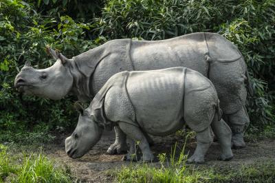 카지랑가국립공원 코뿔소 10