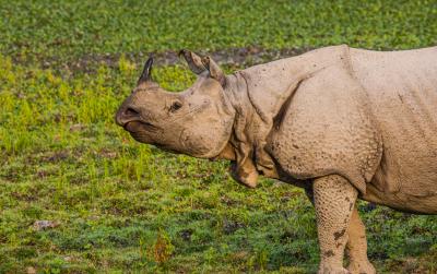카지랑가국립공원 코뿔소 11