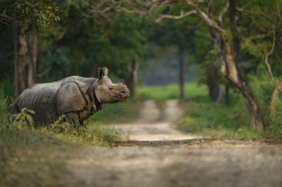 카지랑가국립공원 코뿔소 13
