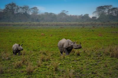 카지랑가국립공원 코뿔소 14