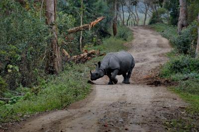 카지랑가국립공원 코뿔소 15