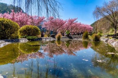 우링 농장, 벚꽃 풍경 11