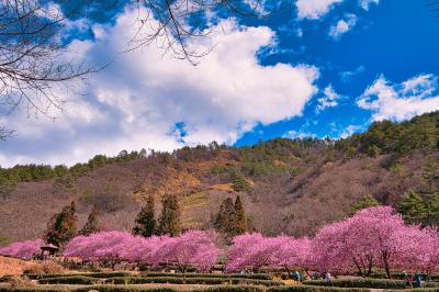 우링 농장, 벚꽃 풍경