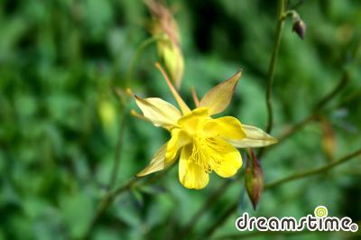 노랑매 발톱꽃