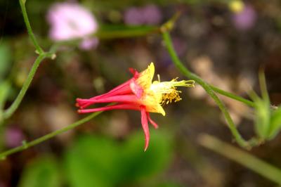 포르모사 매발톱꽃