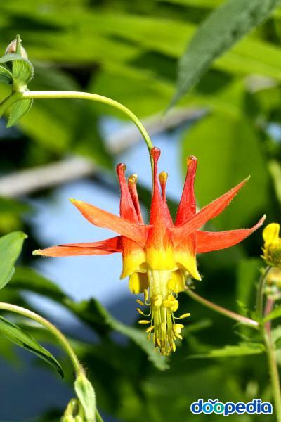 포르모사 매발톱꽃