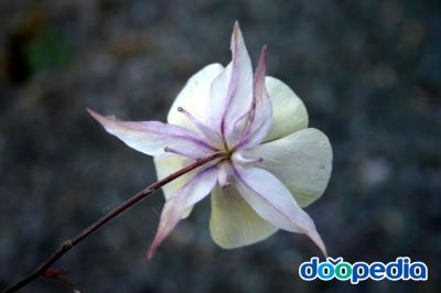 프라그란스 매발톱꽃