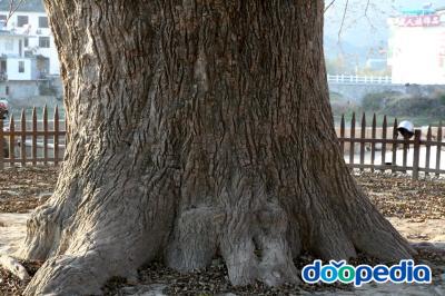 중국굴피나무
