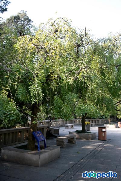 회화나무