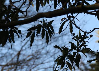 호소바타부,ほそばたぶ 잎
