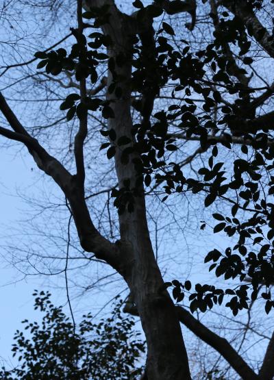 카메오카의 나무 13
