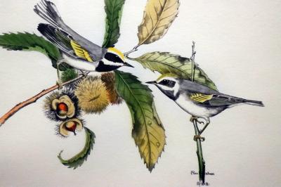 노란 날개 휘파람새