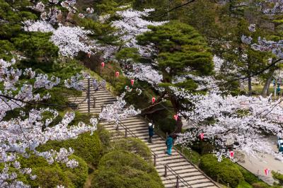 센슈 공원 벚꽃 축제