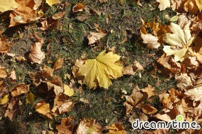 단풍나무 낙엽