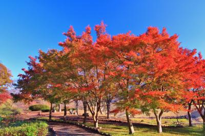 나나쓰모리 호수공원 가을 11