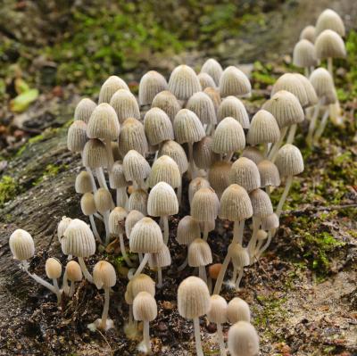 고깔갈색먹물버섯 10