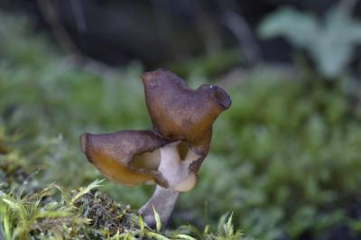 안장마귀곰보버섯 10