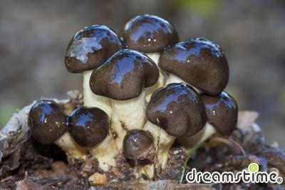 늦가을진득꽃갓버섯