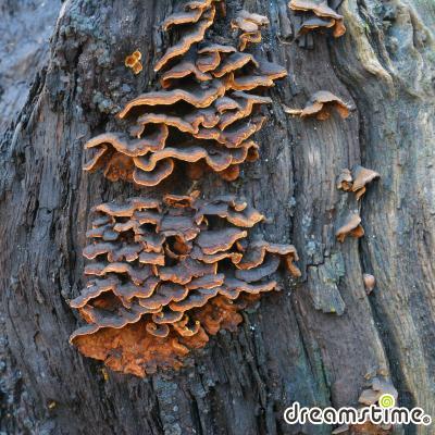 암갈색소나무비늘버섯
