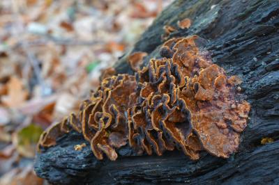 암갈색소나무비늘버섯