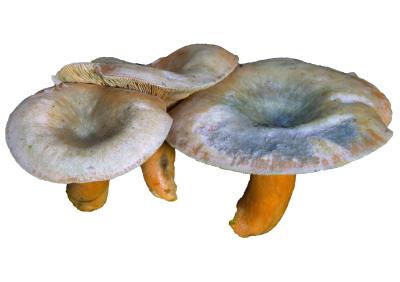솔송나무젖버섯