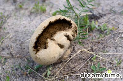 목장말불버섯