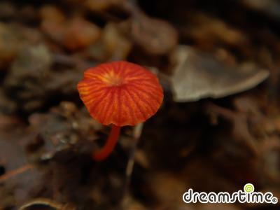 빨간애주름버섯