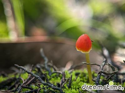 빨간애주름버섯