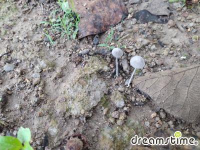 빨판애주름버섯