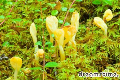 황금넓적콩나물버섯