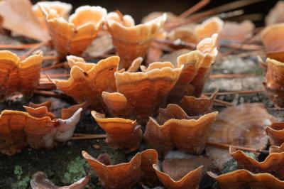 복합꽃구름버섯