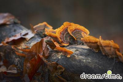 갈색털꽃구름버섯